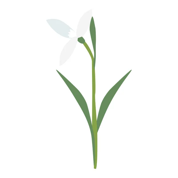 Anheben Schneeglöckchen Frühlingsblume Offene Knospe Isoliert Auf Weißem Hintergrund Vektorillustration — Stockvektor