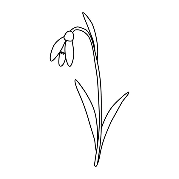 Schiefe Schneeglöckchen Frühlingsblume Doodle Stil Flache Vektor Umriss Illustration Für — Stockvektor