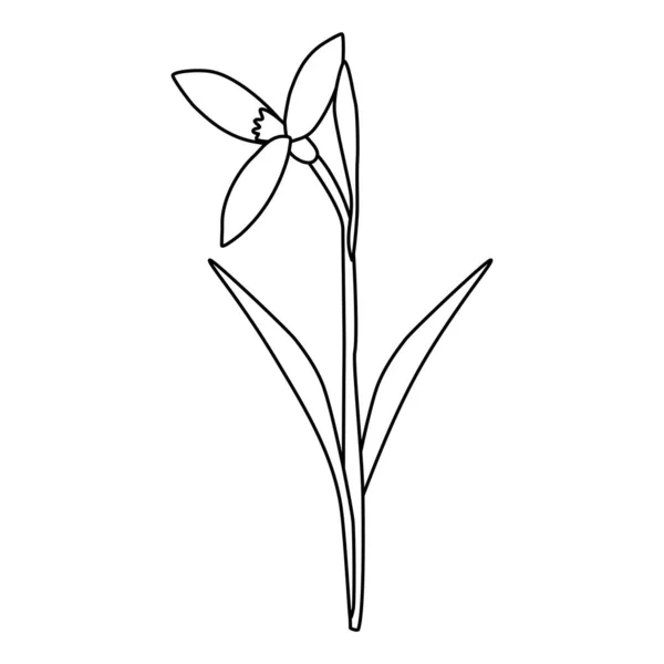 Anheben Schneeglöckchen Frühlingsblume Offene Knospe Doodle Stil Flache Vektor Umriss — Stockvektor