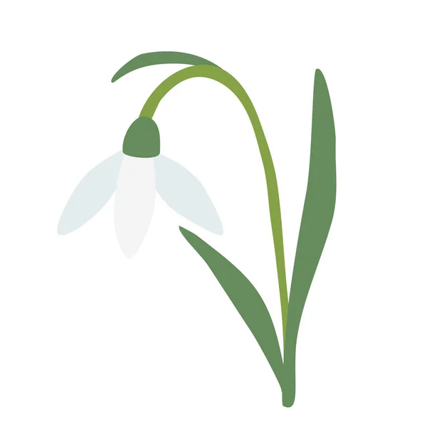 Γέρνουν Χιόνι Άνοιξη Λουλούδι Ανοιχτό Μπουμπούκι Απομονώνονται Λευκό Φόντο Διανυσματική — Διανυσματικό Αρχείο