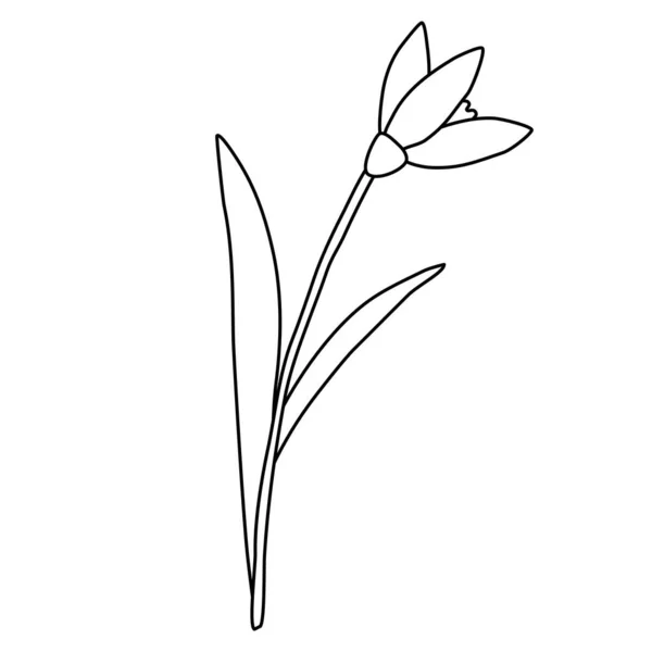 Podnoszenie Śniegu Wiosna Kwiat Styl Doodle Płaski Wektor Zarys Ilustracja — Wektor stockowy