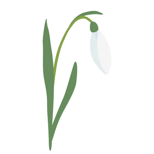 Flor Primavera Gota Nieve Con Brote Inclinado Aislado Sobre Fondo — Vector de stock