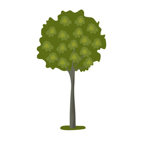 Εικόνα Δέντρου Basswood Επίπεδη Διανυσματική Απεικόνιση Στυλ — Διανυσματικό Αρχείο