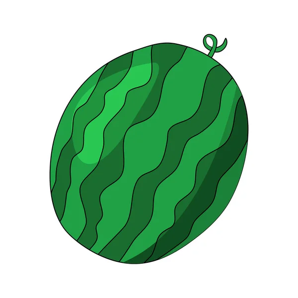 Verse Rijpe Hele Watermeloen Doodle Stijl Vector Illustratie — Stockvector