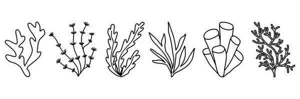 Σύνολο Από Θάλασσα Και Ενυδρείο Νερό Φυτό Φύκια Doodle Στυλ — Διανυσματικό Αρχείο