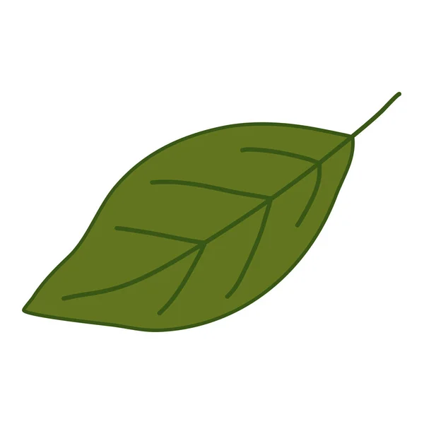 シンプルで洗練されていない葉 クルミの葉 ベクターのイラスト — ストックベクタ