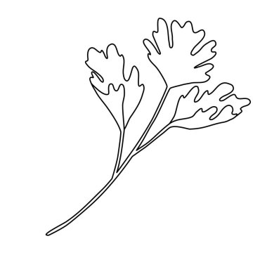 Taze maydanoz yapraklı dal, çocuk boyama kitabı için karalama stili düz vektör taslağı