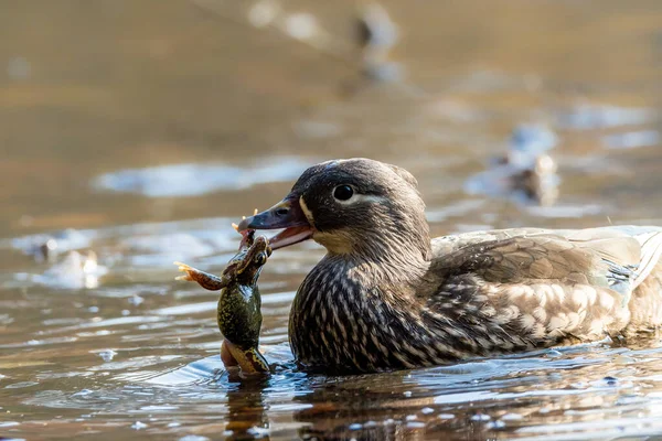 stock image A female mandarin duck trying to eat a common toad during toad migration in a little pond called Jacobiweiher not far away from Frankfurt, Germany at a sunny day in spring.