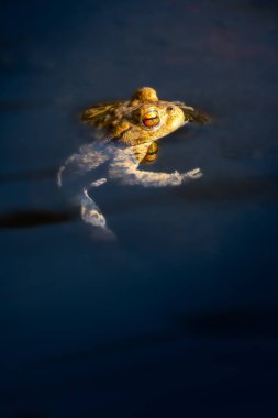 Baharın güneşli bir gününde kurbağa göçü sırasında sık rastlanan bir kurbağa..