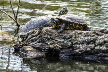 Turtles standing on a tree in a pond at the nature reserve Mnchbruch next to Frankfurt, Germany at a sunny day in spring.