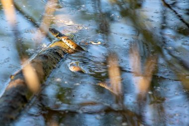 A grass snake swimming in a dirty pond at a sunny day in spring.