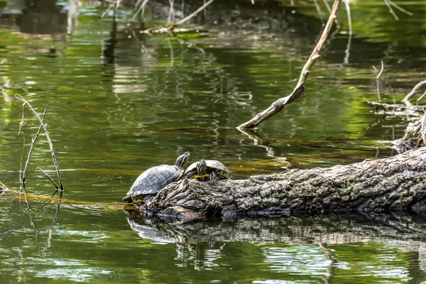 Turtles standing on a tree in a pond at the nature reserve Mnchbruch next to Frankfurt, Germany at a sunny day in spring.