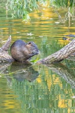 A nutria sitting on a branch of a tree in a pond in the so called Mnchbruch natural reserve in Hesse, Germany at a sunny day in spring and doing its morning routine.