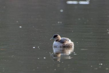 A young little grebe swimming in a pond called Reinheimer Teich in Hesse, Germany at a sunny but cold day in autumn.