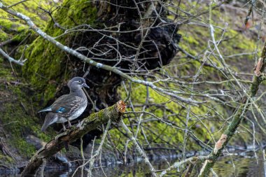 Beautiful female mandarin duck standing on a tree in a little pond called Jacobiweiher not far away from Frankfurt, Germany at a cold day in winter.