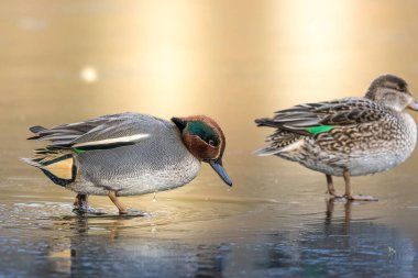 Beautiful teal duck couple standing on the iced pond called Jacobiweiher not far away from Frankfurt, Germany at a cold day in winter. clipart