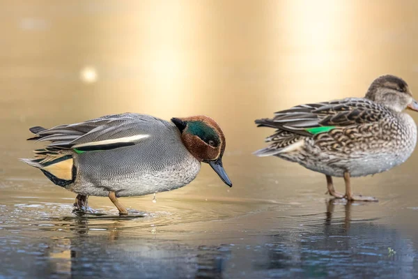 stock image Beautiful teal duck couple standing on the iced pond called Jacobiweiher not far away from Frankfurt, Germany at a cold day in winter.