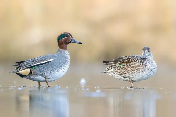 Beautiful teal duck couple standing on the iced pond called Jacobiweiher not far away from Frankfurt, Germany at a cold day in winter.