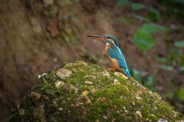 A colorful kingfisher sitting on a rock in a creek in front of its nest at a sunny day in summer.