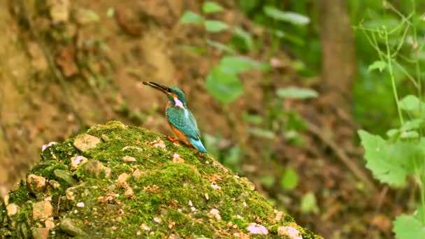 Colorful Kingfisher Flying Rock Creek Hunted Fish Front Its Nest — Wideo stockowe