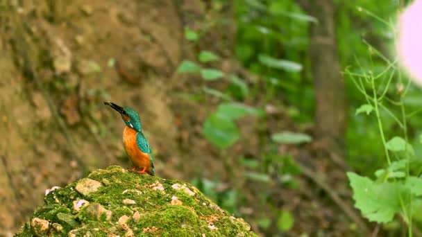 Colorful Kingfisher Flying Rock Creek Hunted Fish Front Its Nest — Stok video