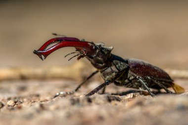 A beautiful male stag beetle in a forest next to Frankfurt at a sunny day in spring.