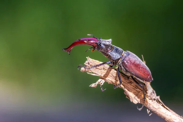 A beautiful male stag beetle in a forest next to Frankfurt at a sunny day in spring.
