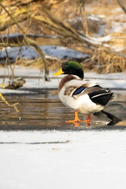 Mallard ducks on an icy pond in Mnchbruch, Hesse Germany at a cold day in winter.