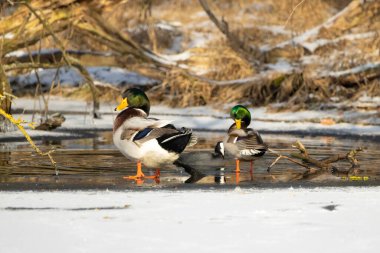Mallard ducks on an icy pond in Mnchbruch, Hesse Germany at a cold day in winter.