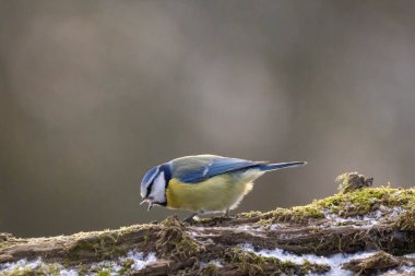 Blue tit at a feeding place at the Mnchbruch pond in a natural reserve in Hesse Germany. Looking for food in winter time.