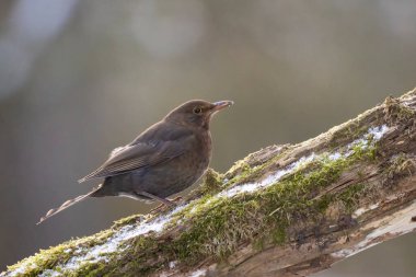 A blackbird in a little forest at the Mnchbruch pond, a natural reserve in Hesse Germany. Looking for food in winter.
