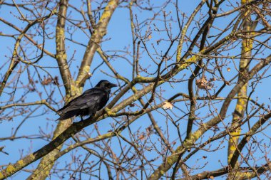 Crows sitting in a tree at a cold day in winter.