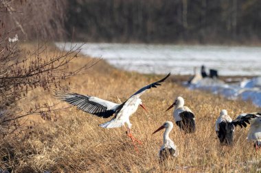 A big group of storks on a meadow next to a road at a cold day in winter next to Bttelborn in Hesse, Germany. clipart