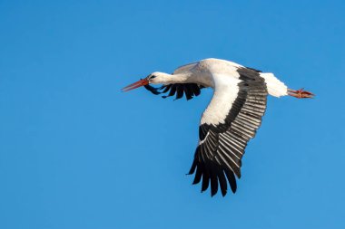 Stork flying over a meadow in Bttelbron in Hesse, Germany at a cold day in winter.