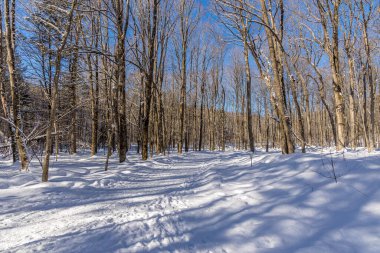 Winter wonder land not far away from Ottawa, Ontario in Canada at a cold but sunny day in winter.