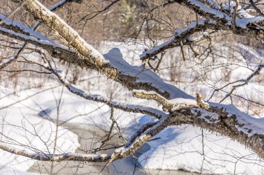 A creek in a winter wonder land not far away from Ottawa, Ontario in Canada at a cold but sunny day in winter.