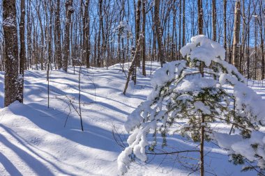 Winter wonder land not far away from Ottawa, Ontario in Canada at a cold but sunny day in winter.