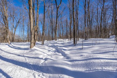 Winter wonder land not far away from Ottawa, Ontario in Canada at a cold but sunny day in winter.
