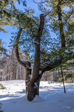 Winter wonder land not far away from Ottawa, Ontario in Canada at a cold but sunny day in winter.