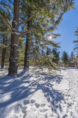 Winter wonder land not far away from Ottawa, Ontario in Canada at a cold but sunny day in winter.