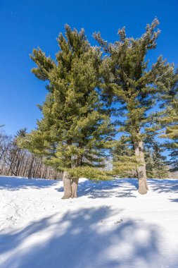 Winter wonder land not far away from Ottawa, Ontario in Canada at a cold but sunny day in winter.
