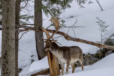 Fallow deer in a forest in the wilderness of Ontario, Canada at a cold but sunny day in winter. clipart