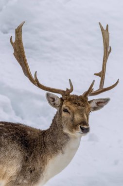 Fallow deer in a forest in the wilderness of Ontario, Canada at a cold but sunny day in winter.