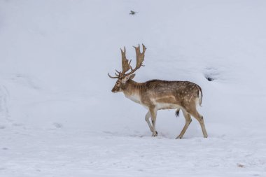 Fallow deer in a forest in the wilderness of Ontario, Canada at a cold but sunny day in winter.
