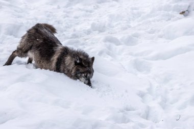 A black wolf is playing in the snow in the wilderness of a forest in Ontario, Canada at a cold day in winter.