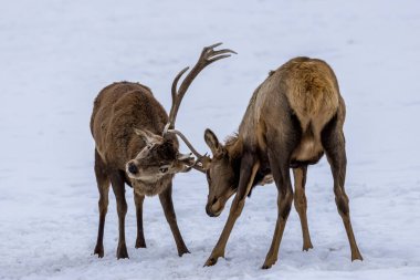 Two deers fighting in a forest in Ontario, Canada at a cold but sunny day in winter.