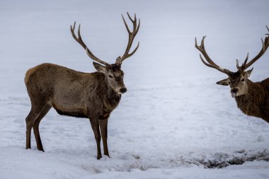 A group of male deers in a forest in Ontario, Canada at a cold but sunny day in winter.