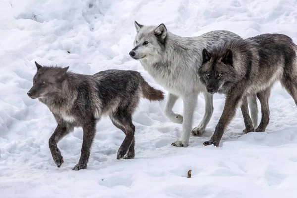 A group of black wolves are walking in the snow in the wilderness of a forest in Ontario, Canada at a cold day in winter.