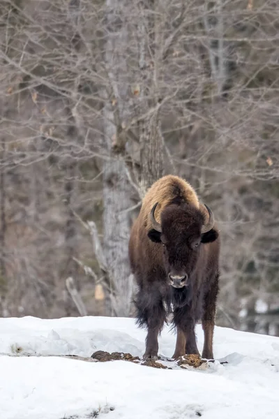 Ontario, Kanada 'nın vahşi doğasında kışın soğuk bir gününde Amerikan bizonu..