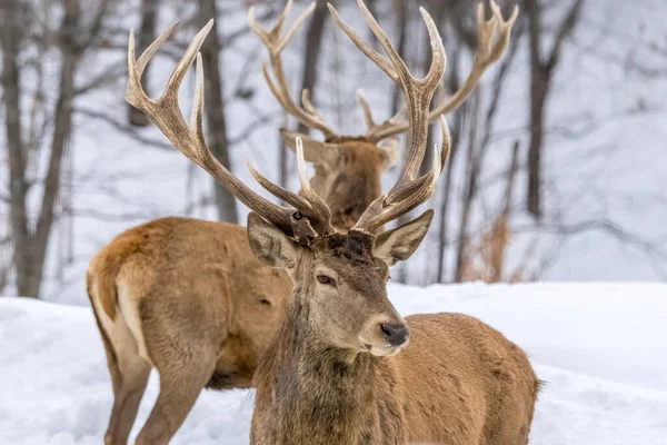 stock image A group of male deers in a forest in Ontario, Canada at a cold but sunny day in winter.